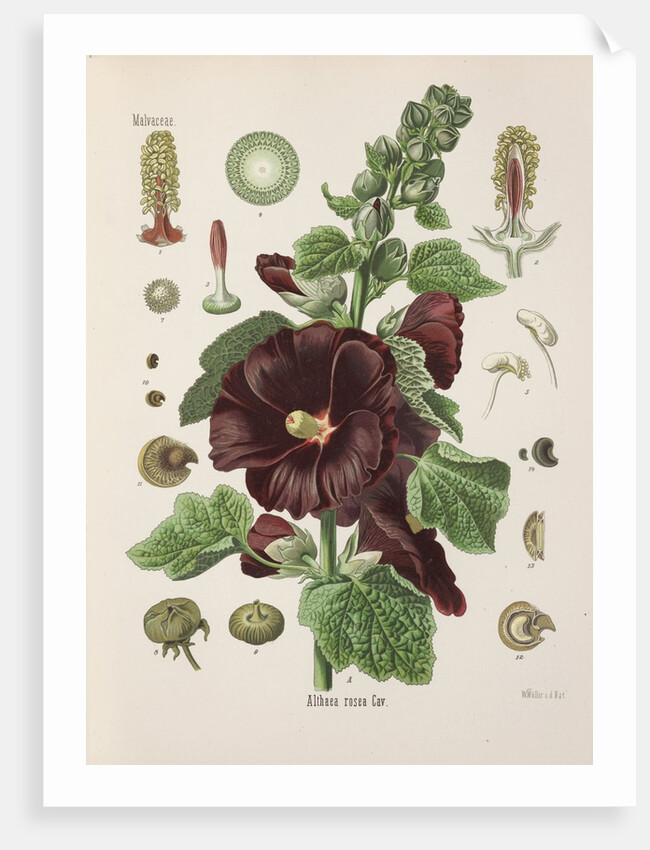 Hollyhock (Alcea rosea) by Walther Otto Müller