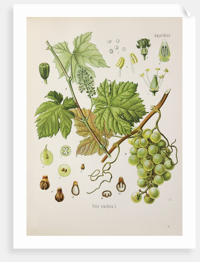 Common grape vine (Vitis vinifera) by Unknown