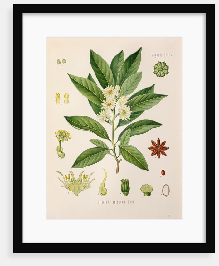 Japanese star anise (Illicium anisatum) by Unknown