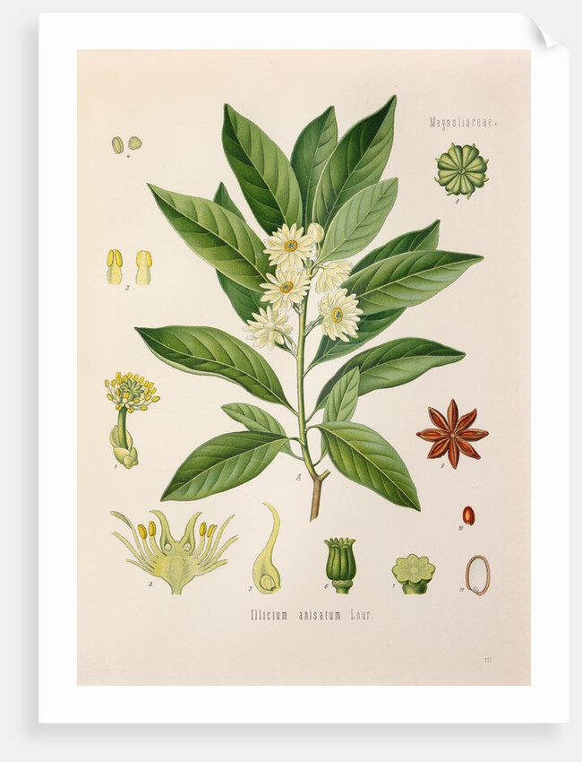 Japanese star anise (Illicium anisatum) by Unknown