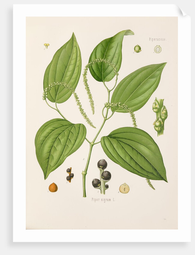 Black pepper (Piper nigrum) by Unknown