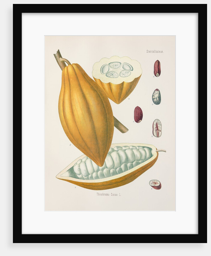 Cacao tree (Theobroma cacao) by Unknown