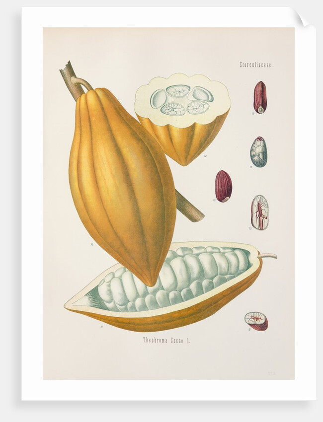 Cacao tree (Theobroma cacao) by Unknown