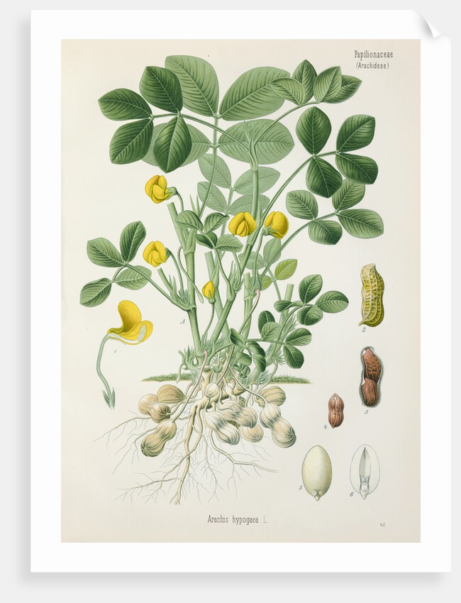 Peanut (Arachis hypogaea) by Unknown