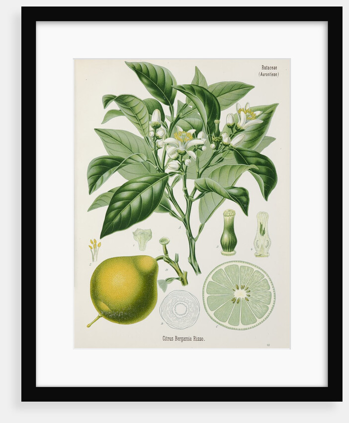 Bergamot orange (Citrus bergamia) by Unknown