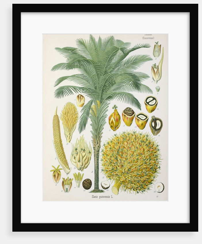 African oil palm (Elaeis guineensis) by Unknown