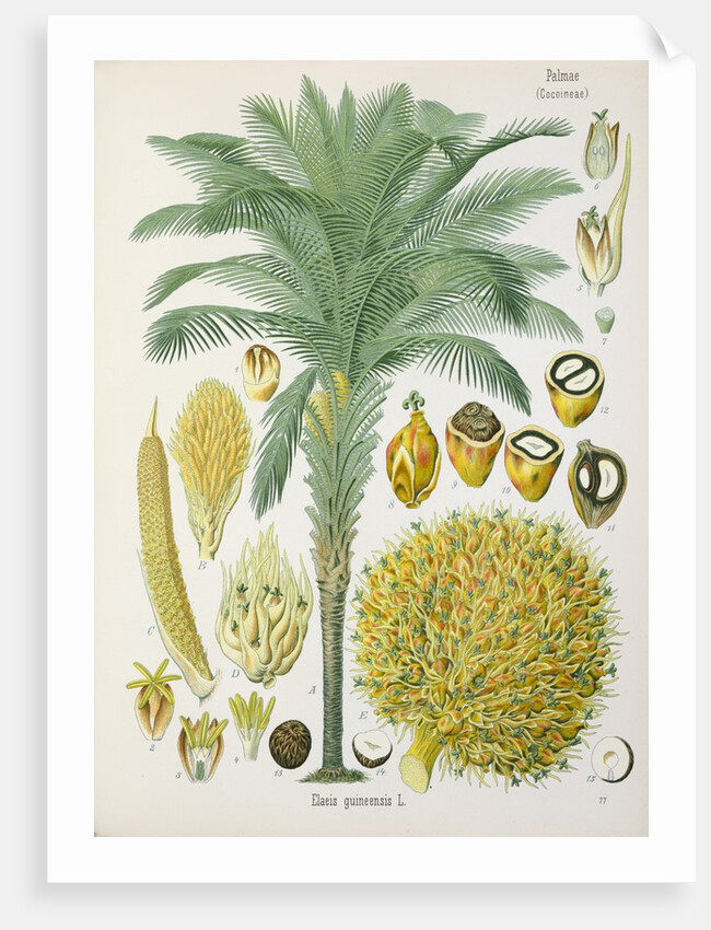 African oil palm (Elaeis guineensis) by Unknown