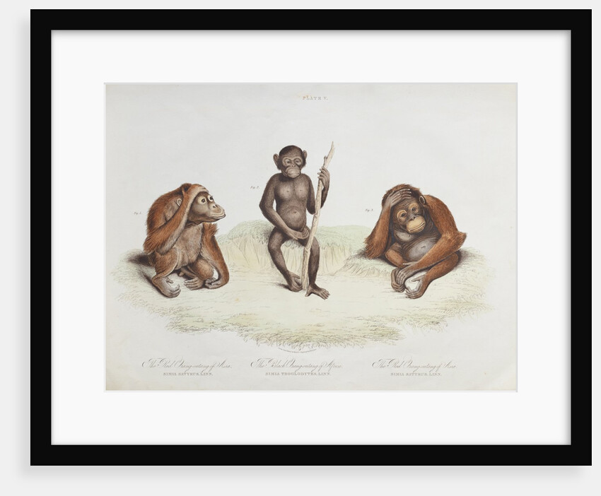 Orang utan (Pongo pygmaeus) by Howitt