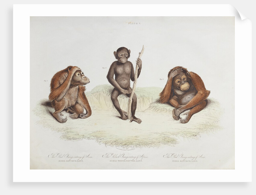 Orang utan (Pongo pygmaeus) by Howitt