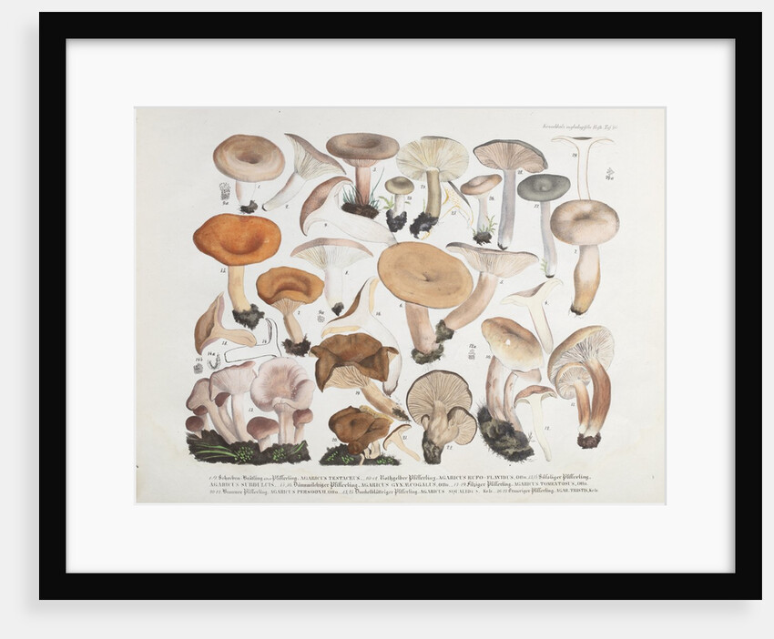 Fungi (Agaricus) by Unknown