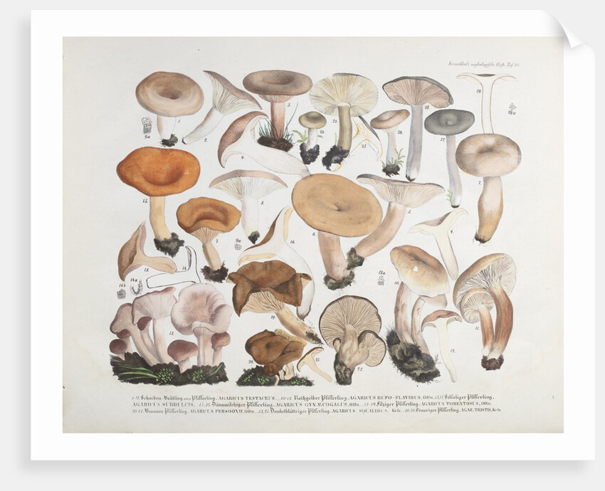 Fungi (Agaricus) by Unknown