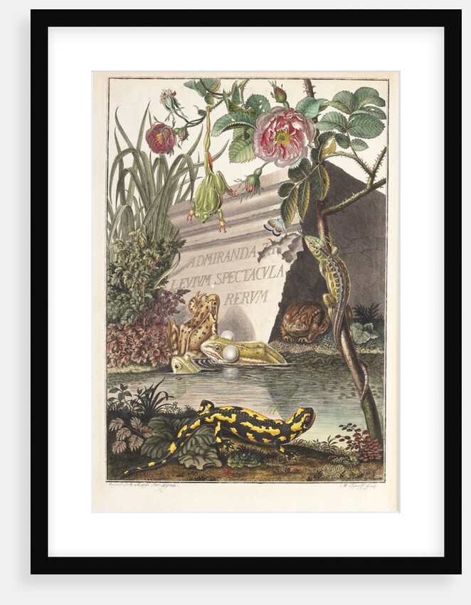 Frogs and toads (Frontispiece) by M. Tyroff