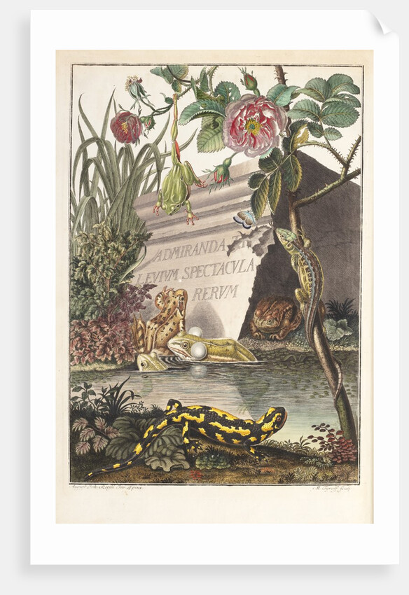 Frogs and toads (Frontispiece) by M. Tyroff