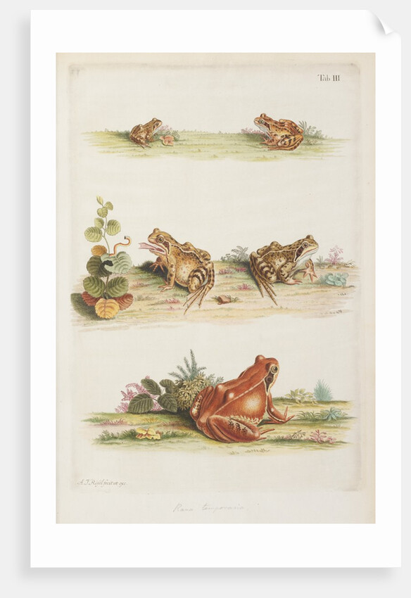 Common frog (Rana temporaria) by A. R. Rösel