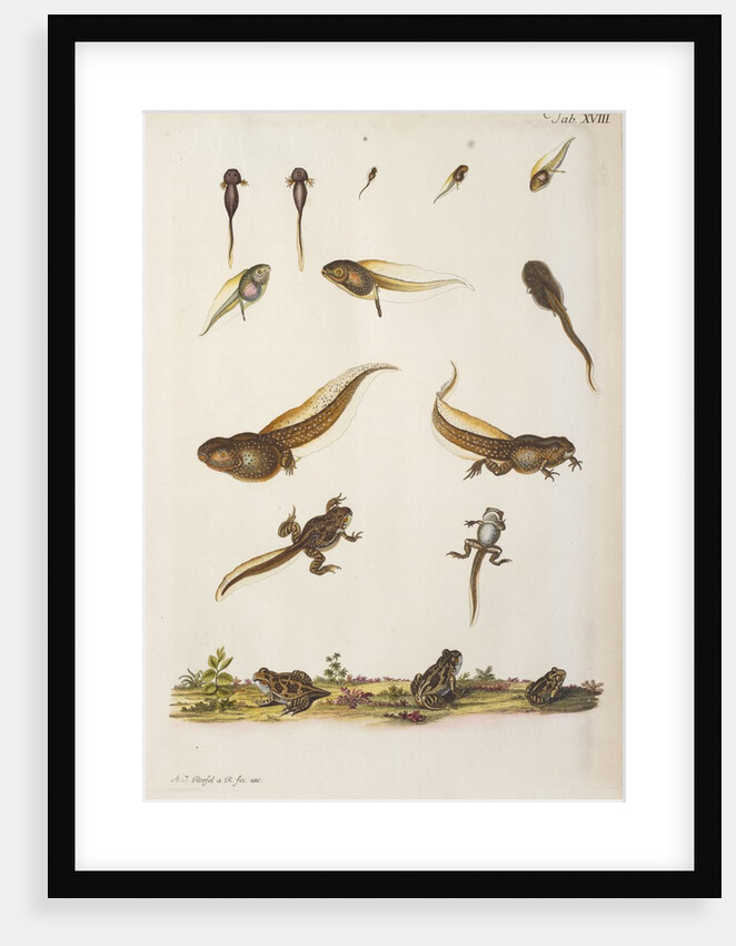 Frog life cycle by A. R. Rösel