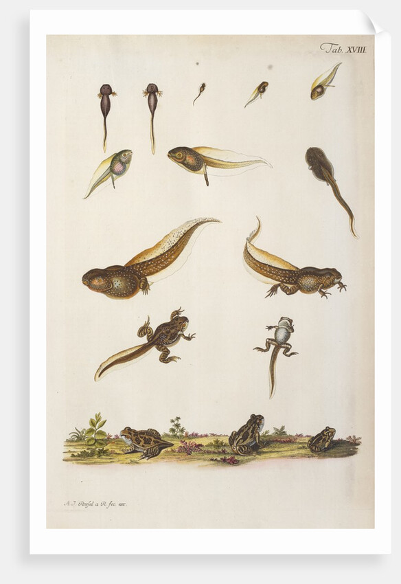 Frog life cycle by A. R. Rösel