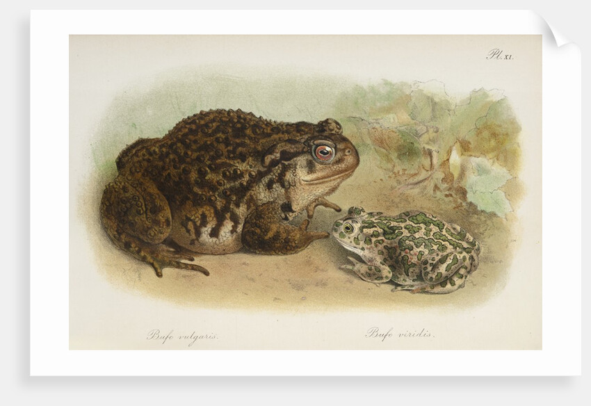 Common toad (Bufo vulgaris) and European green toad (Bufo viridis) by Anonymous