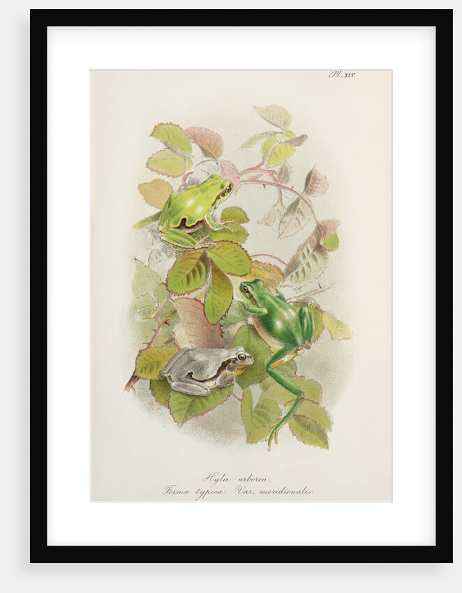 European tree frog (Hyla arborea) by Anonymous