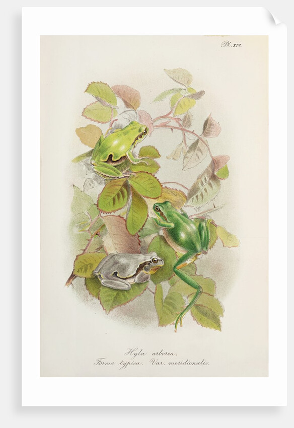 European tree frog (Hyla arborea) by Anonymous