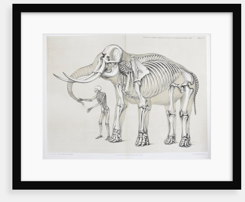 Elephant and human comparison by B. Waterhouse Hawkins