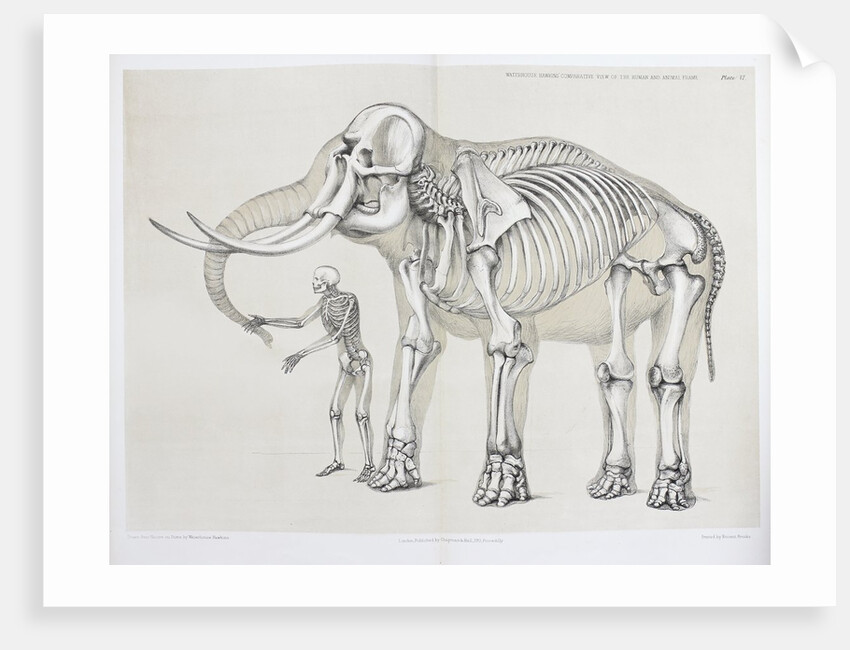 Elephant and human comparison by B. Waterhouse Hawkins