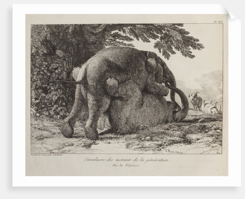 Elephants ('Simulacre des instants de la generation des elephants'), Hans and Parkie by J. P. L. L. Houel