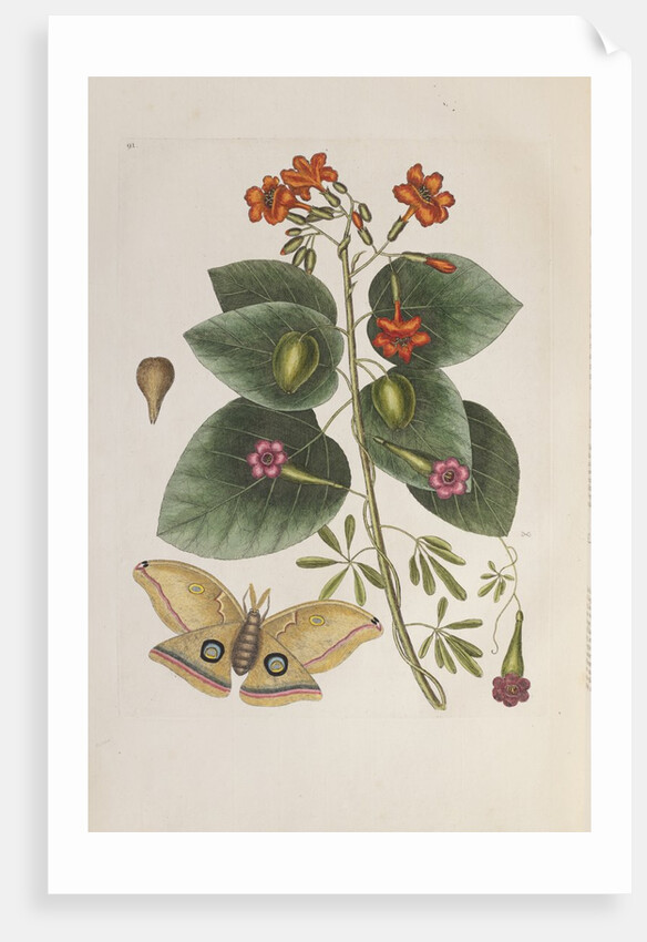 Geiger tree (Cordia sebestena) and Morning glory (Ipomoea carolina), 1731-1743 (Plate) by G. D. Ehret