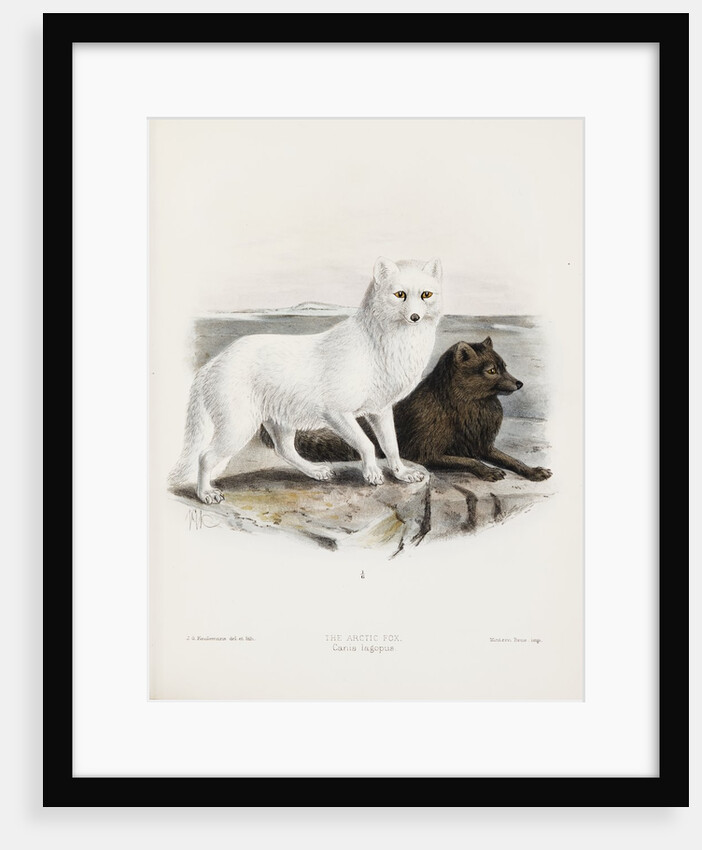Arctic fox (Vulpes lagopus) by J. G. Keulemans