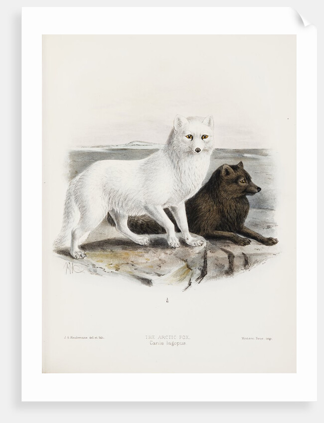 Arctic fox (Vulpes lagopus) by J. G. Keulemans