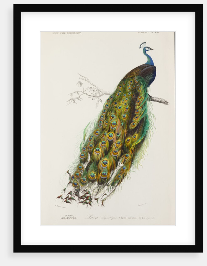 Indian peafowl or peacock (Pavo cristatus) by Edouard Travies