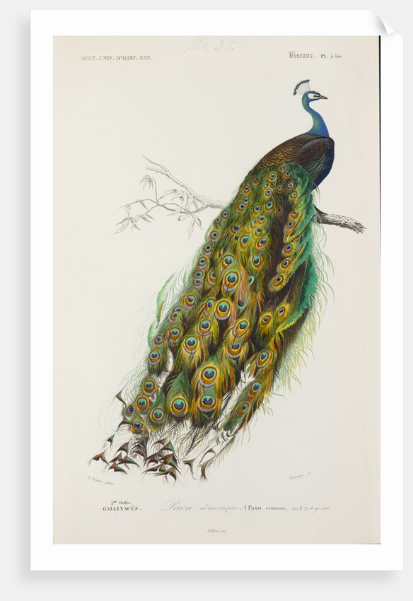 Indian peafowl or peacock (Pavo cristatus) by Edouard Travies