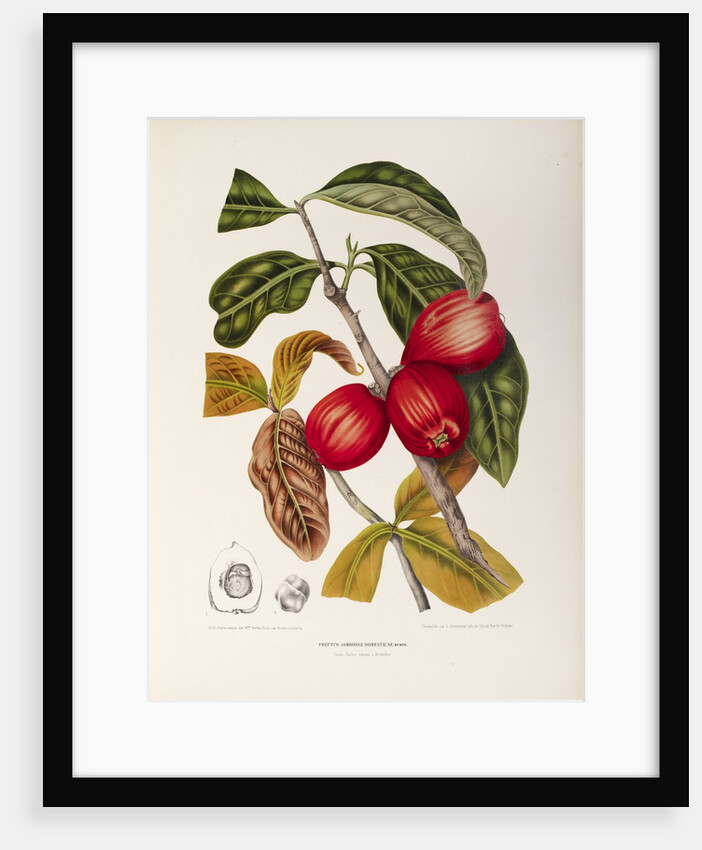 Rose apple fruit (Syzygium jambos), 1863 (Plate) by Berthe Hoola Van Nooten