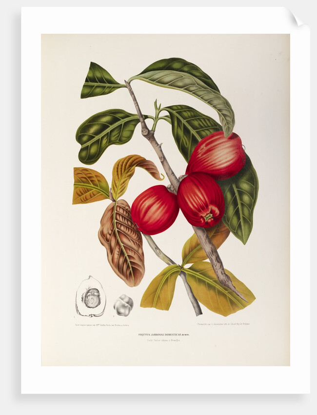 Rose apple fruit (Syzygium jambos), 1863 (Plate) by Berthe Hoola Van Nooten