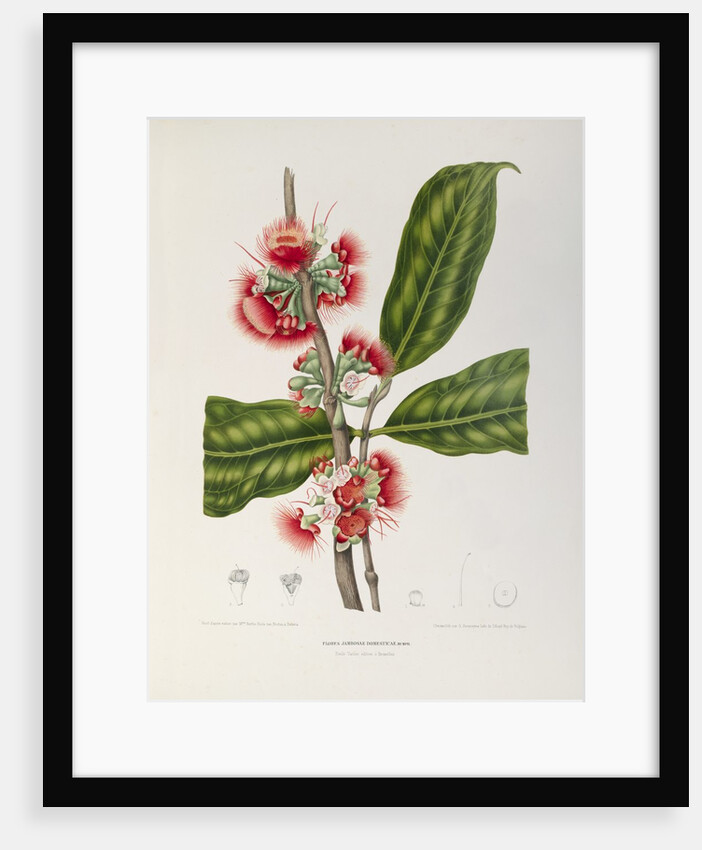 Rose apple flowers (Syzygium jambos), 1863 (Plate) by Berthe Hoola Van Nooten