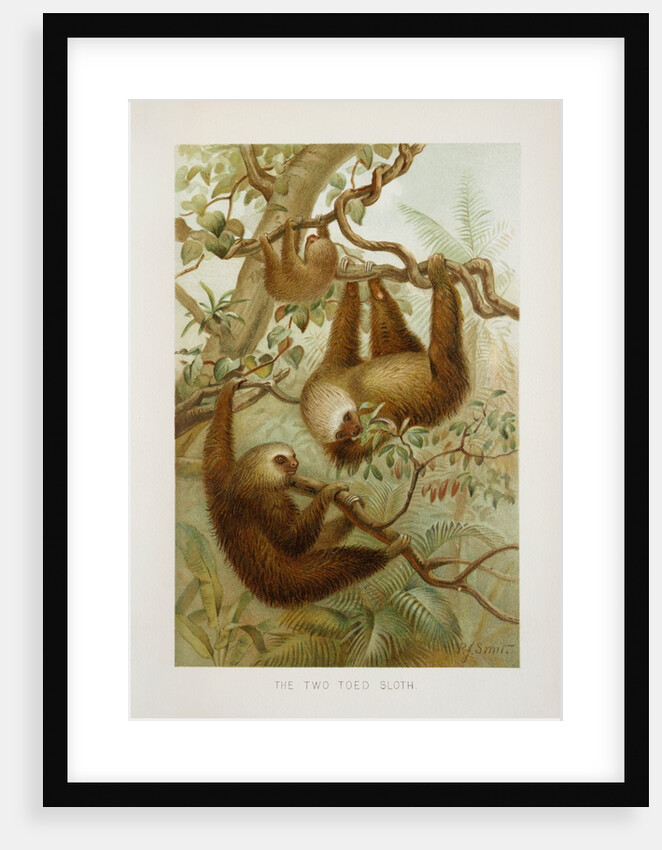 Two-toed sloth (Bradypus didactylus), 1894-1896 (Plate) by P. J. Smit