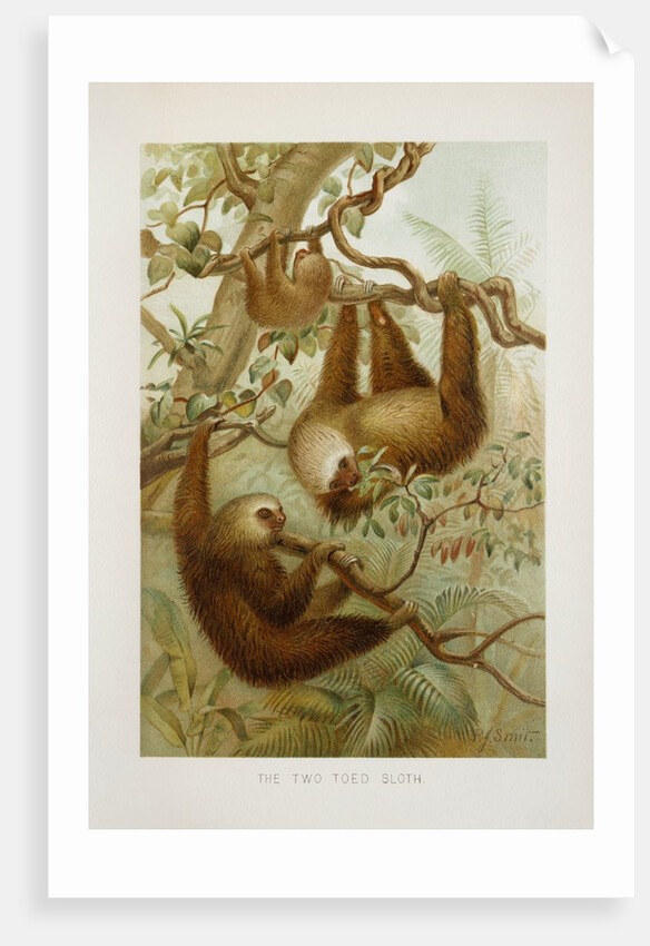 Two-toed sloth (Bradypus didactylus), 1894-1896 (Plate) by P. J. Smit