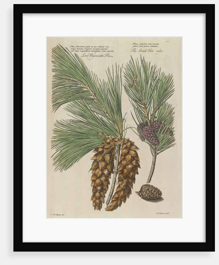 Eastern white pine (Pinus strobus), 1730 (Plate) by Van Huysum