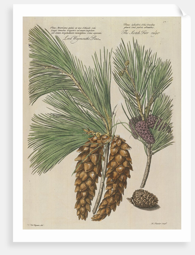 Eastern white pine (Pinus strobus), 1730 (Plate) by Van Huysum