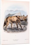 The Hyaena Dog; Lycaon pictus by John Gerrard Keulemans