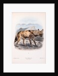 The Hyaena Dog; Lycaon pictus by John Gerrard Keulemans
