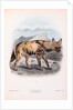 The Hyaena Dog; Lycaon pictus by John Gerrard Keulemans