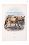 The Hyaena Dog; Lycaon pictus by John Gerrard Keulemans