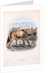 The Hyaena Dog; Lycaon pictus by John Gerrard Keulemans