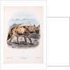The Hyaena Dog; Lycaon pictus by John Gerrard Keulemans