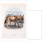 The Hyaena Dog; Lycaon pictus by John Gerrard Keulemans