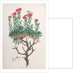 Dianthus fruticosus by Ferdinand Bauer