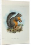 Phayre’s squirrel (Callosciurus phayrei) by Keulemans