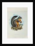Phayre’s squirrel (Callosciurus phayrei) by Keulemans