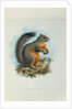Phayre’s squirrel (Callosciurus phayrei) by Keulemans