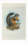 Phayre’s squirrel (Callosciurus phayrei) by Keulemans